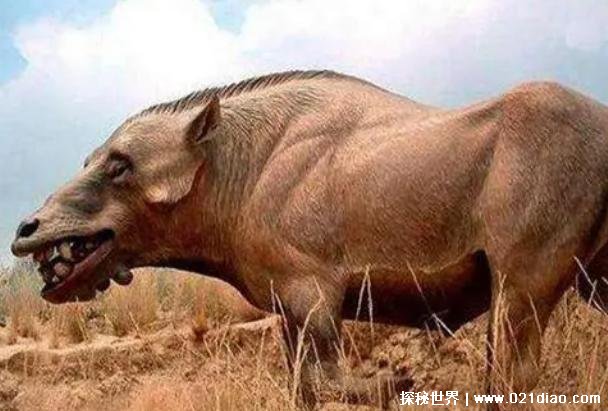世界上最大的猪 上古巨猪长3米重达2000斤(比较罕见)