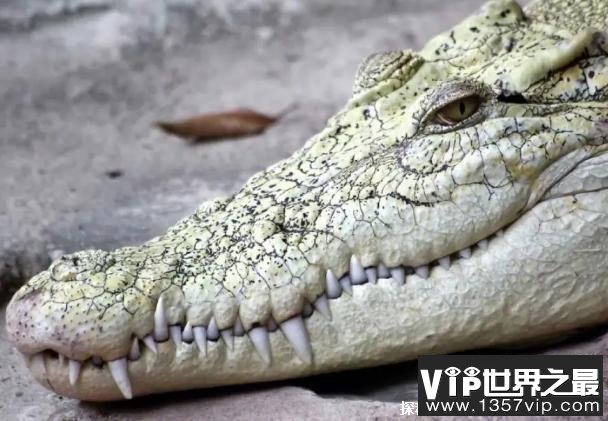 世界上最凶残的鳄鱼 湾鳄曾吞食日军上千人(咬合力大)