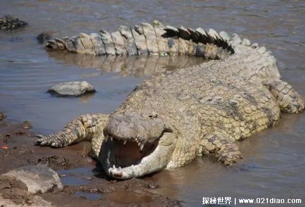 世界上最凶残的鳄鱼 湾鳄曾吞食日军上千人(咬合力大)