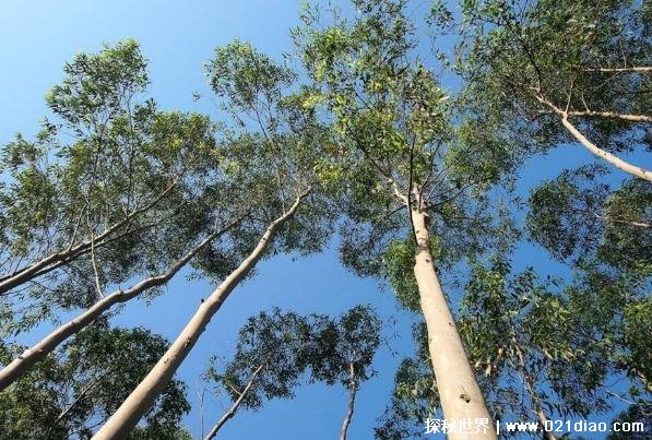 世界上最高的树 杏仁桉树高156米有50层楼高(根状粗大)