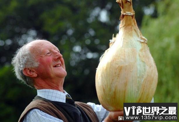 世界上最大的洋葱 重达到8公斤的巨型洋葱(已突破纪录)