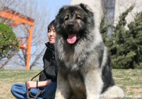 世界上体型最大的犬 高加索犬已有3000多年历史(高60厘米)