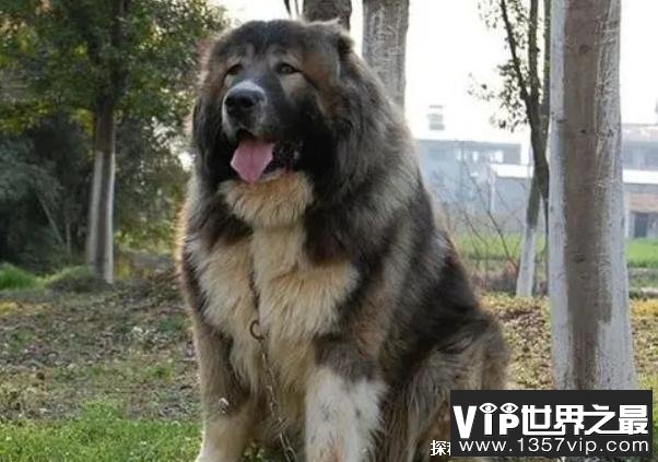 世界上体型最大的犬 高加索犬已有3000多年历史(高60厘米)