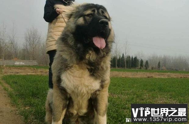 世界上体型最大的犬 高加索犬已有3000多年历史(高60厘米)