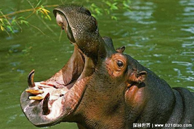 世界上嘴巴最大的陆生动物 河马嘴巴比较大(是食草动物)