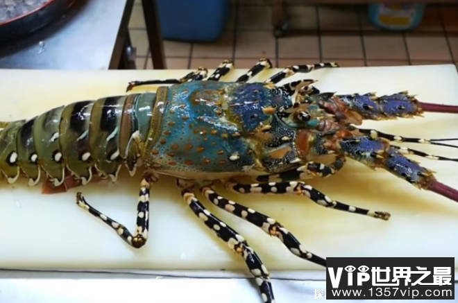 世界上最大的龙虾 锦绣龙虾体长可达55厘米(颜色鲜艳)