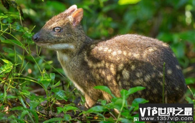世界上最小的鹿 鼷鹿身体长度大约40~48厘米(行动灵活)