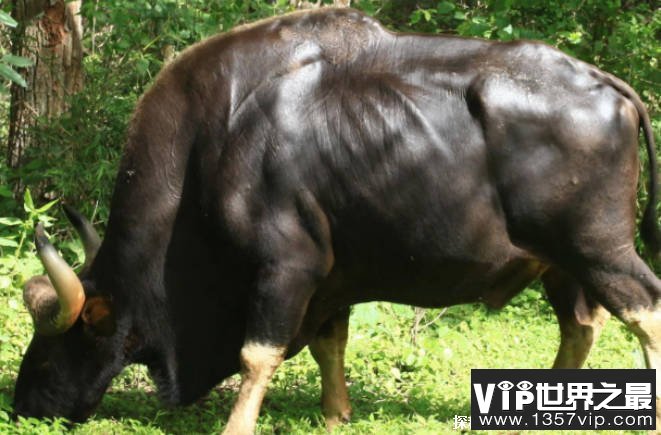 世界上最重的牛 白肢野牛重达到了2450斤(体型较大)