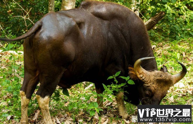 世界上最重的牛 白肢野牛重达到了2450斤(体型较大)