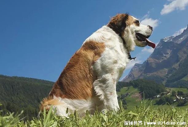 世界十大大型犬 马士提夫犬是大型英国猎犬(体重100公斤)