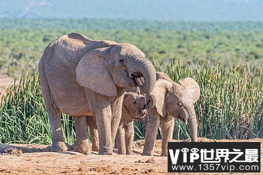 盗猎让越来越多的雌性非洲象不不长象牙