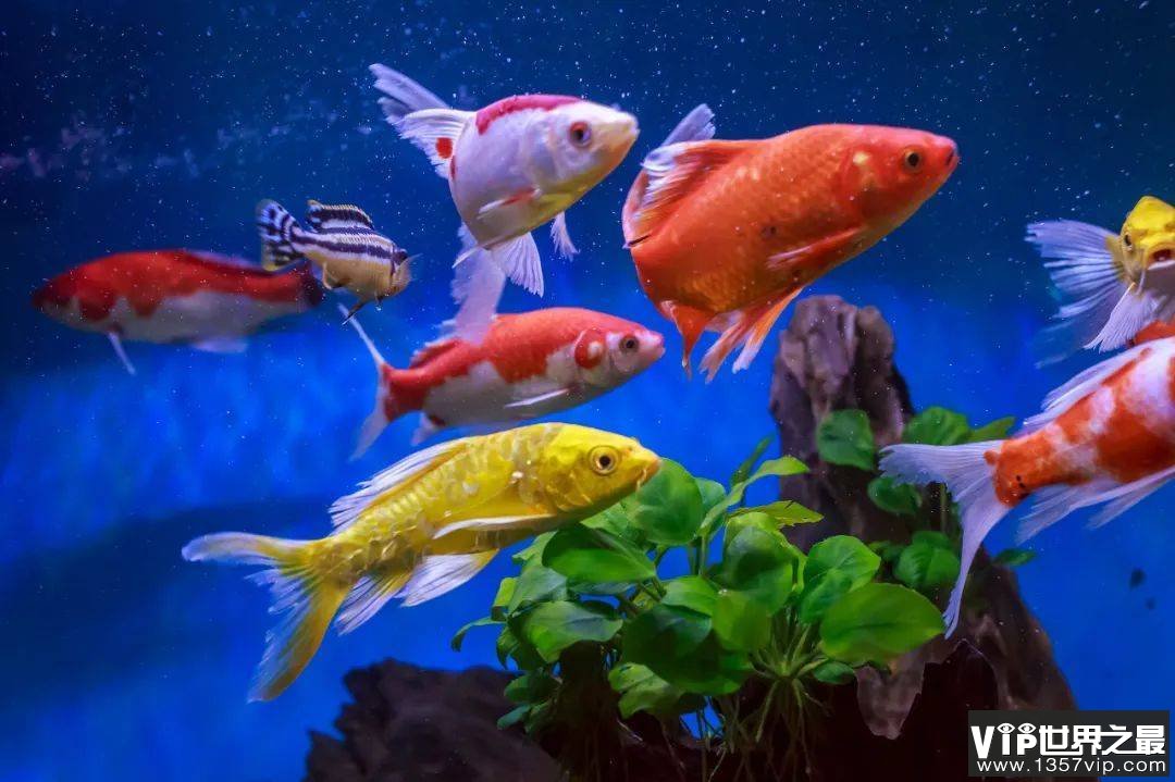 为什么鱼的颜色有那么多种类