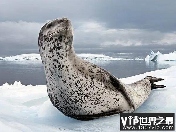 海豹中最凶残的豹海豹