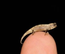 世界上最小的爬行动物，仅长22毫米