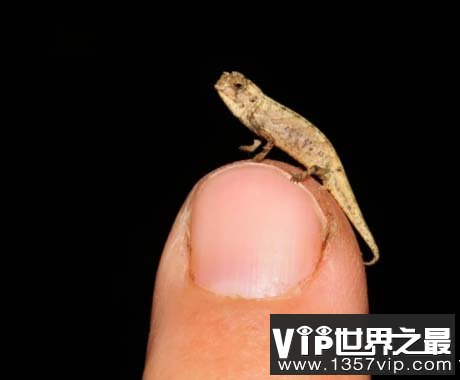 世界上最小的爬行动物，仅长22毫米
