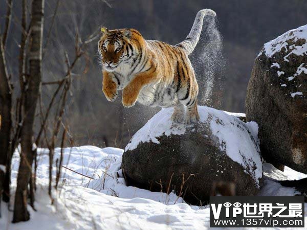 世界上最厉害的老虎是谁？东北虎实力超级强悍