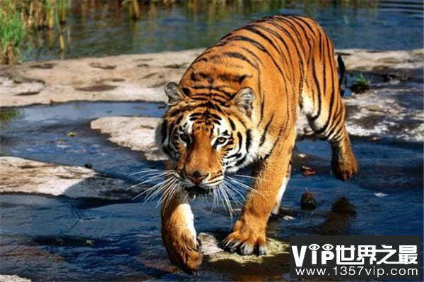 世界上最厉害的老虎是谁？东北虎实力超级强悍