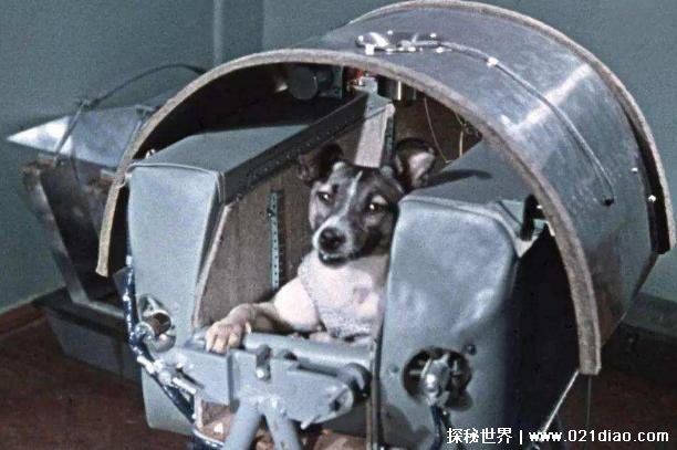 世界上最孤独的狗 莱卡用来测试太空探索技术(未返回地球)