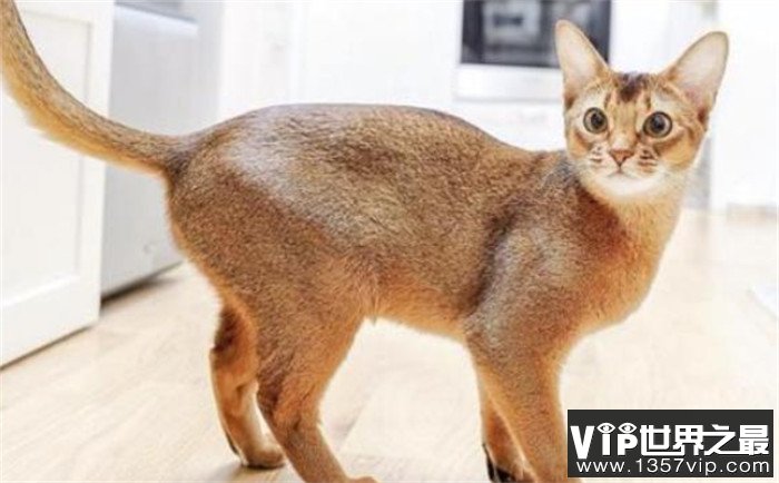 世界上最高血统的猫 阿比西尼亚猫（高贵血统）