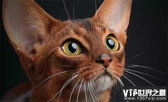 世界上最高血统的猫 阿比西尼亚猫（高贵血统）
