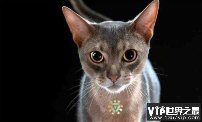 世界上最高血统的猫 阿比西尼亚猫（高贵血统）