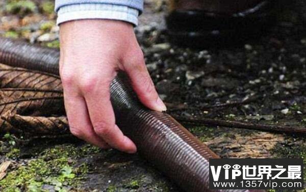 世界上最大的蚯蚓，最长可达3米多