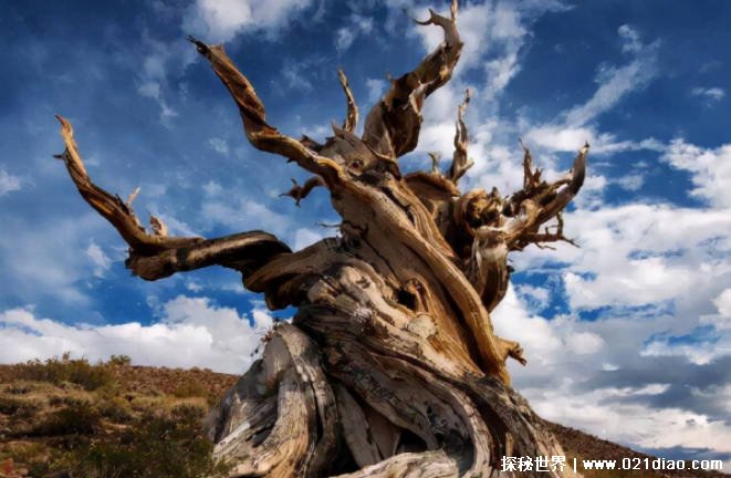 世界十大最古老的树 潘多树有8万多年历史(重6615吨)