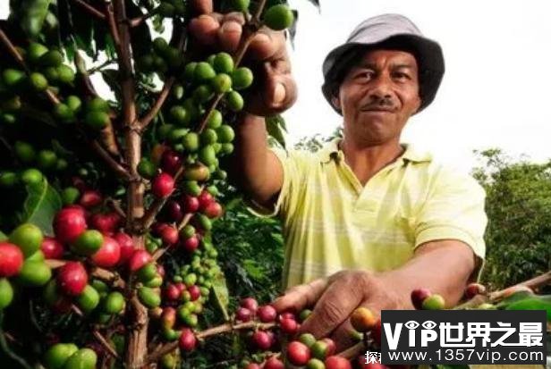 世界上咖啡产量最多的国家 巴西当之无愧(地理位置好)
