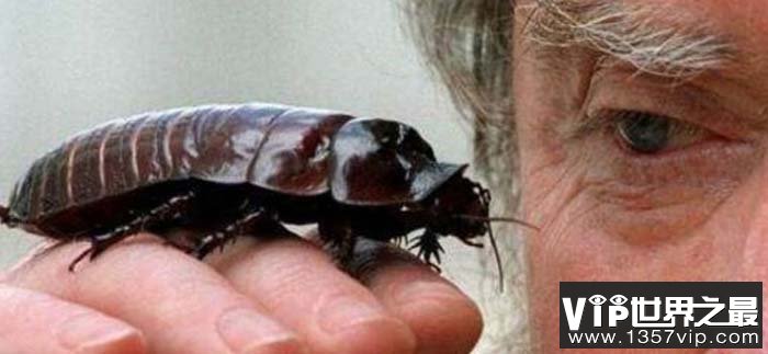 世界上最大的蟑螂，长达9厘米，可以活超过10年