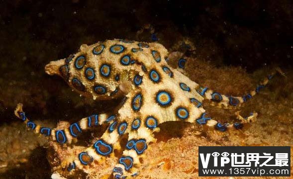 世界上最毒的章鱼：蓝环章鱼