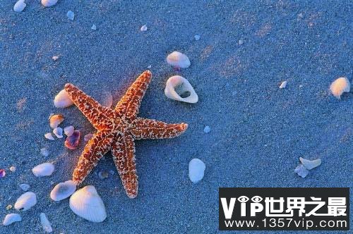 海星