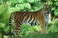 印度十大代表性动物，孟加拉虎排第一