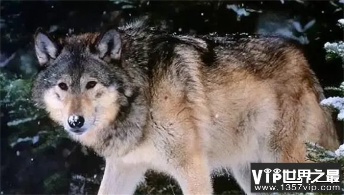 如今最厉害的猛犬能不能单挑北美灰狼？为什么？