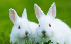 最佳属兔配偶属相揭秘：与哪些属相最合适？