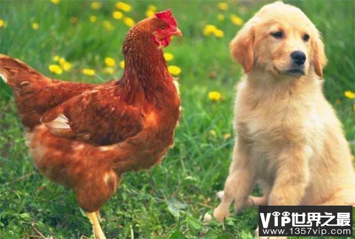 鸡和狗在一起对谁不利 可能对鸡方不利