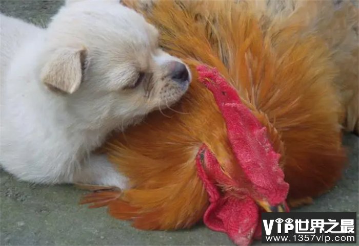 鸡和狗在一起对谁不利 可能对鸡方不利