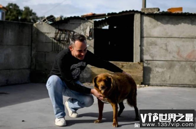 世界上最长寿的狗 波比葡萄牙庆祝31岁生日(100多人参加)