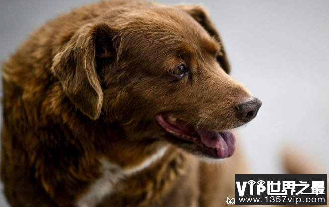 世界上最长寿的狗 波比葡萄牙庆祝31岁生日(100多人参加)