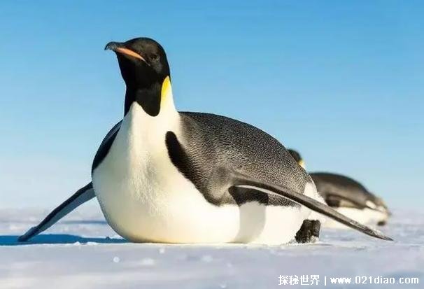 世界上最大的海鸟 南极帝企鹅身高达一米左右(比较漂亮)