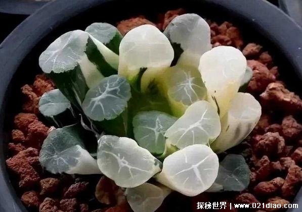 世界上价格昂贵的十种多肉植物 霓虹灯玉露(数量稀少)