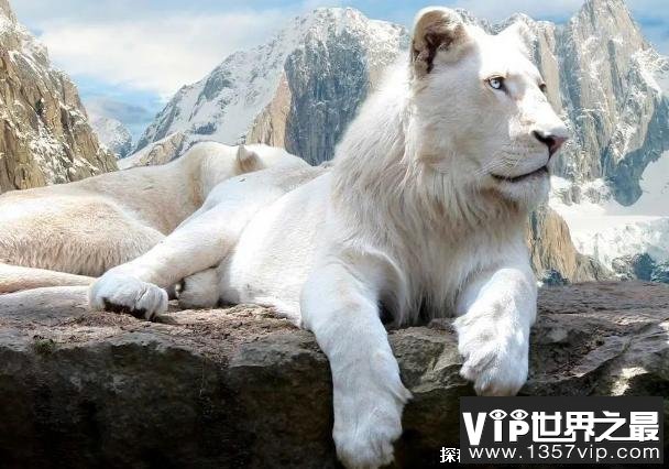 世界上十大珍稀动物 斑鳖中国一级保护动物(仅剩两只)