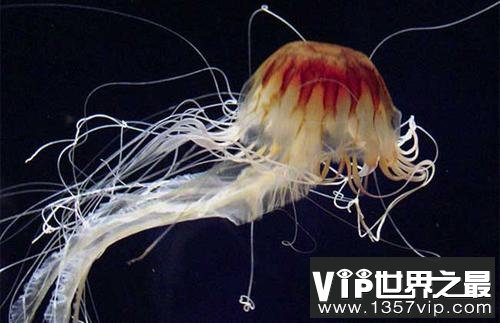 世界上最大的水母叫什么名字？北极霞水母