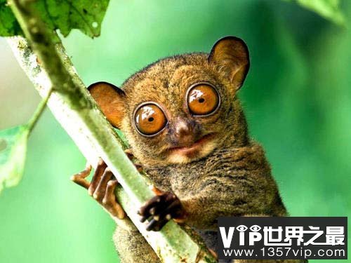 世界上眼睛最大的猴子，眼镜直径超过1厘米
