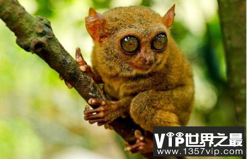 世界上眼睛最大的猴子，眼镜直径超过1厘米