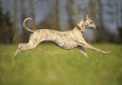 世界上跑得最快的狗，格力犬时速达70公里