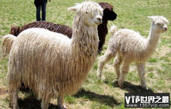 世界上毛最长的羊驼：当属苏利羊驼