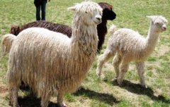 世界上毛最长的羊驼：当属苏利羊驼