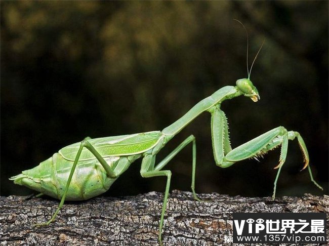 世界上最强的螳螂 （非洲绿巨螳、刺花螳螂等）