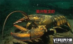 世界上最大的虾是什么虾（美洲螯龙虾）
