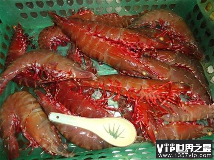 世界上最大的虾是什么虾（美洲螯龙虾）